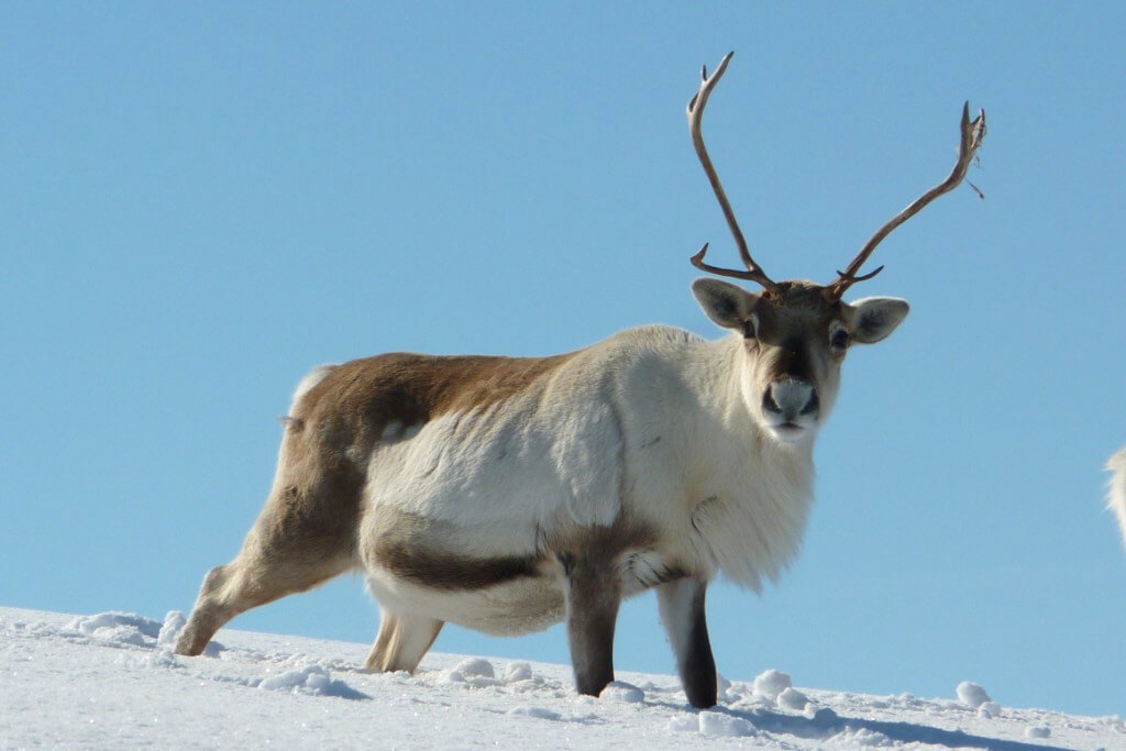 Reindeer Centre Aviemore