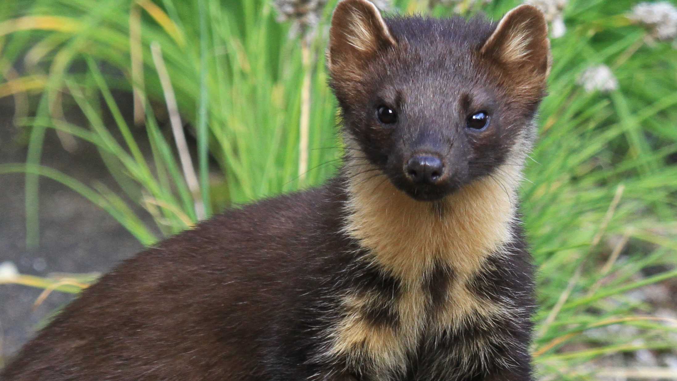 Pine Martin